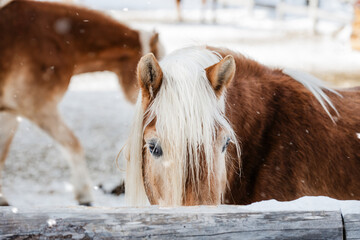 close-up of a haflinger horse in winter in front of winterland