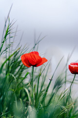 Obraz premium red poppies in the field
