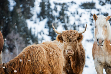 wild animals, highland cow, horse and cows in winter landscape in nature