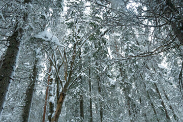 Fototapeta premium Snow covered trees