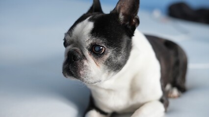 Boston Terrier portrait