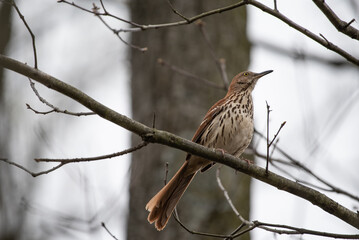 Brown Thrasher