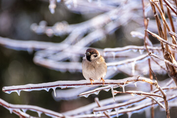 Little sparrows sit on icy branches in a city park. Birds in the city. Icing.