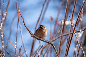 Little sparrows sit on icy branches in a city park. Birds in the city. Icing.
