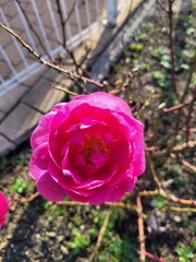 Rosa damascena Herrm, rosier de Damas, Saint Pierre d'Oléron, Ile d'Oléron, Charente Maritime,...