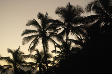 Palm Trees. Arecibo, Puerto Rico