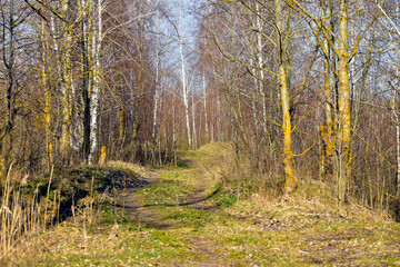 Landscape of a grove in early spring