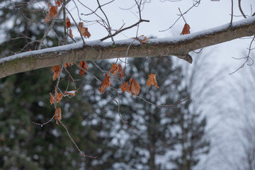 frozen branch with orange leaves 