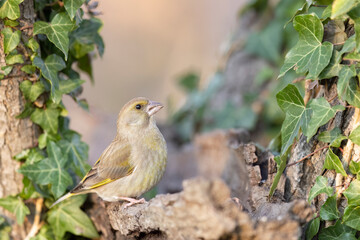 Small passerine bird, the european greenfinch or simply the greenfinch , chloris chloris.