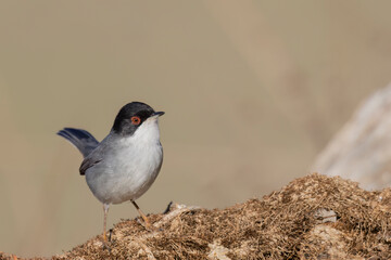Typical Mediterranean bird, Sardinian warbler, Curruca melanocephala.
