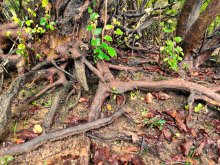 tree roots in the forest