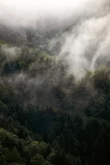 Papier Peint photo Noir Misty landscape with fir forest
