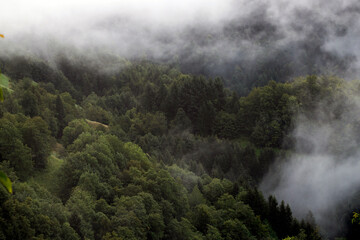 Misty landscape with fir forest