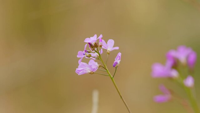 Cardamine - First Spring Forest Flowers. Purple And Lilac Forest Flowers. Beautiful Spring Floral Background.