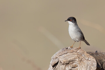 Typical Mediterranean bird, Sardinian warbler, Curruca melanocephala.

