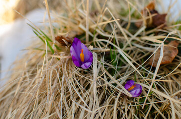 easter eggs in grass