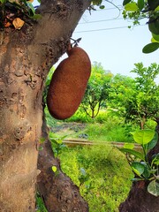 Jackfruit hanging on tree in india