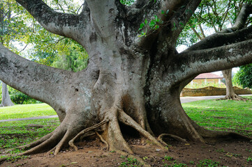 Powerful trunk and l roots of the ficus tree.