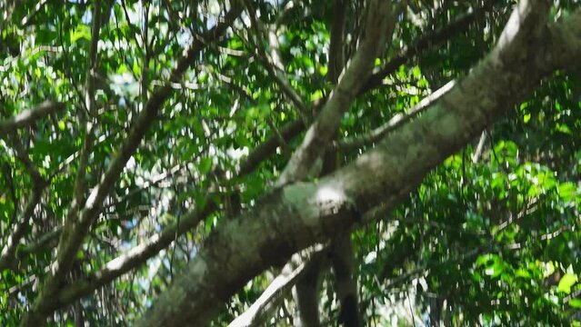 Woolly Spider Monkey on Tree