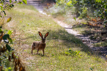 Brown hare froze in surprise, suddenly seeing man. European hare. Lepus europaeus. Portrait of Brown Hare. Handsome and pest of gardens and vegetable gardens