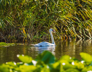 wildlife in action