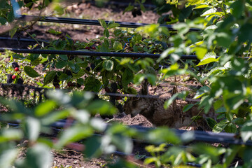 Brown hare has come to garden and is comical eating blackberries. European hare. Lepus europaeus.