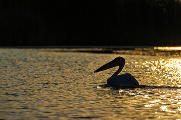 wildlife in action