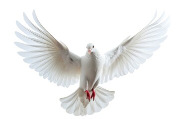 A white dove gracefully flying through the air with its wings spread. This image can be used to symbolize peace, freedom, and spirituality