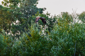 wildlife in action