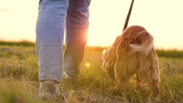 Happy Cocker Spaniel Dog Waves Tail Walking With Woman Along Field Grass At Back Sunset Owner Walks Purebred Red-haired Dog In Rural Park Woman Walks Healthy Dog In Dusk Park Field Closeup