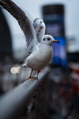 gull starting a flight