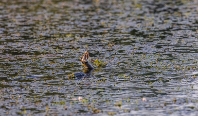 wildlife in action