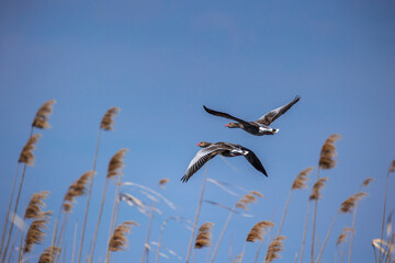 birds in flight