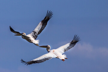 Pelican in flight