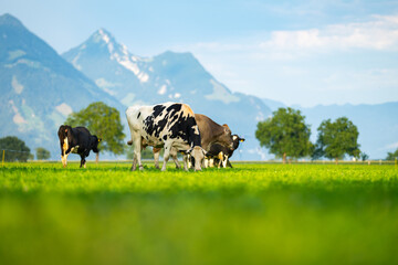 Cows are grazing on a meadow in Switzerland. Cattle pasture in a green field.