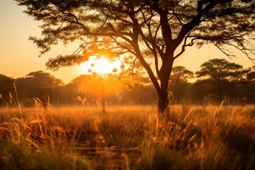 the savanna's sunrise, emphasizing the warmth of the golden rays and the cool, crisp air as the day begins