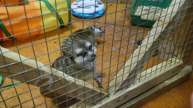 meerkat in a cage