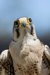 Peregrine falcon portrait