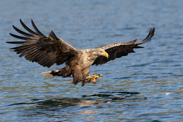 White-tailed eagle catching fish