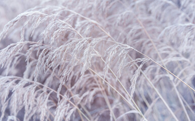 Winter background. Frozen reed plant.  Winter fairytale scene. Delicate natural background. Beautiful winter scene - 708680665