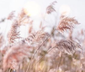 Reed thickets at sunset. Pampas plant outdoor in sun light. Reed plant in pastel colors. - 708680673