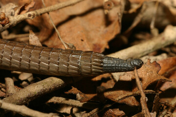 Close up of the regenerating tail tip of a Southern Alligator Lizard (Elgaria multicarinata) from Santa Cruz California. The tail was probably lost when escaping a predator. 
