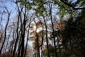 The bright sun in the autumn trees in the woods.