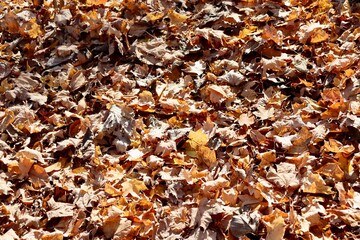 A close view of the pile of autumn leaves.