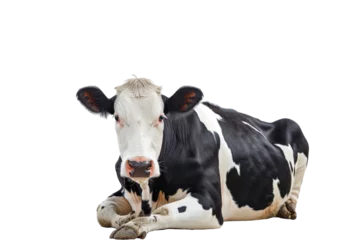 Gordijnen Upright black and white cow isolated on white background © darshika