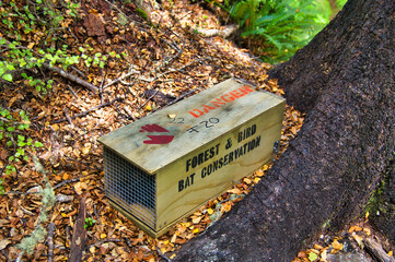 Trap for stoats and brushtail possums in a New Zealand forest. These introduced species are a...