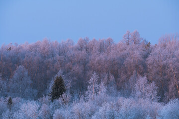 Winter nature landscape of Estonia. Frozen trees in the forest at dawn.