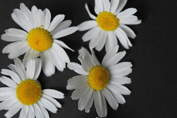 Obraz premium Chamomile flowers with white petals and yellow middle on black background close-up. Herbs