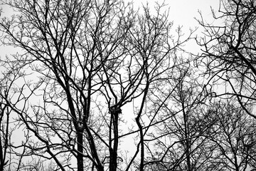 Black branches of winter trees against a light background of a cloudy sky.                              