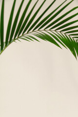 Green palm branch on a light cream background..